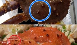 海鲜爆料博主是谁啊视频,揭秘海鲜行业背后的秘密