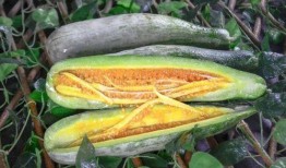 太仓网红吃瓜,揭秘网络红人的幕后故事