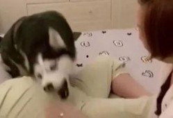 哈哥被爆料视频大全最新,揭秘背后真相与争议