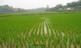 杂交水稻爆料是真的吗视频,杂交水稻爆料视频真实性揭秘