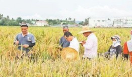 杂交水稻爆料是真的吗视频,杂交水稻爆料视频真实性揭秘