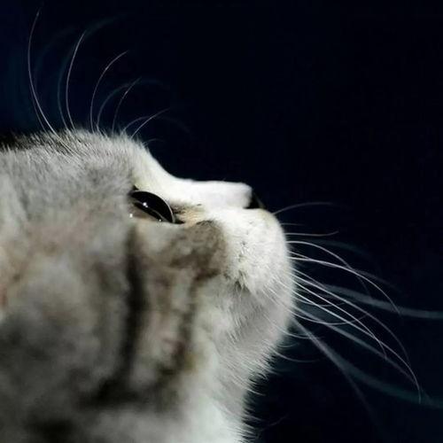 娱乐吃瓜酱猫尾巴,揭秘娱乐圈那些不为人知的幕后故事